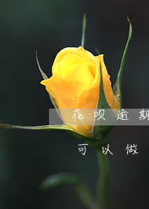 花呗逾期还能坐高铁么(花呗逾期被锁了征信可以做高铁飞机吗)