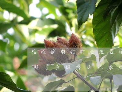 花呗逾期钉钉会泄露吗(支付宝花呗借呗都逾期了会被爆通讯录吗)