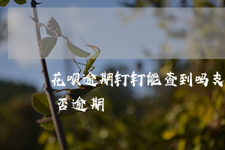 花呗逾期钉钉能查到吗(支付宝怎么查花呗是否逾期)
