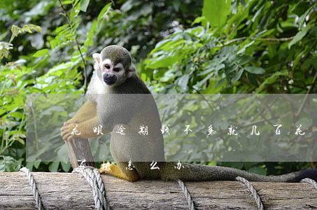 花呗逾期钱不多就几百(花呗逾期钱不多就几百块怎么办)