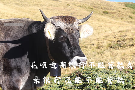花呗逾期银行不能贷款(支付宝花呗有逾期记录,银行还能不能贷款)