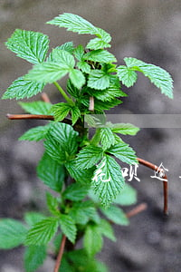花呗逾期风控(花呗风控了是怎么回事)