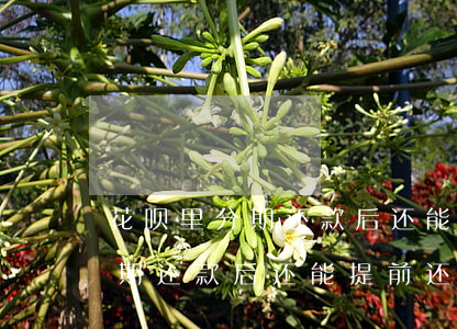 花呗里分期还款后还能提前还吗-花呗里分期还款后还能提前还吗