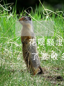 花呗额度七千多逾期一天(欠花呗七千块,逾期了要收多少手续费)