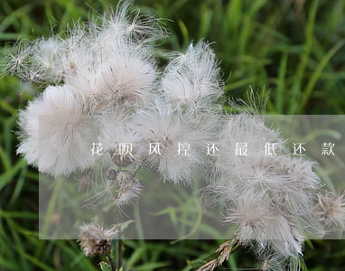 花呗风控还最低还款可以恢复吗-