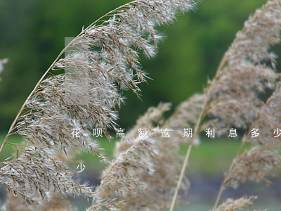 花呗高额逾期利息多少（花呗高额逾期利息多少）