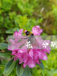 花員分期免息券(花唄分期免息劵)