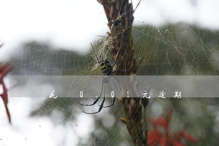 花唄0.01元逾期