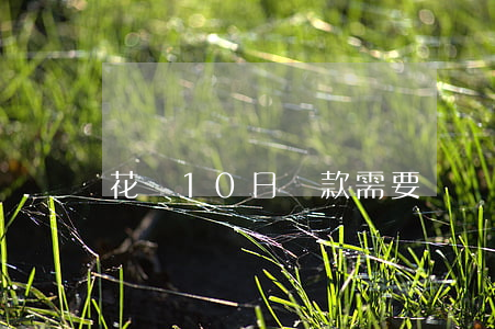 花唄10日還款需要還當月的嗎-