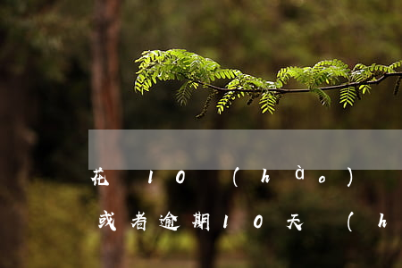 花唄10號(hào)還款算逾期(花唄不還或者逾期10天會(huì)怎么樣)