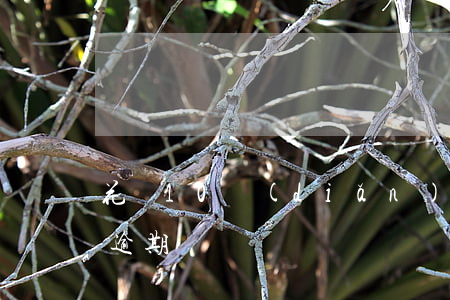 花唄10點(diǎn)號(hào)還算逾期嗎