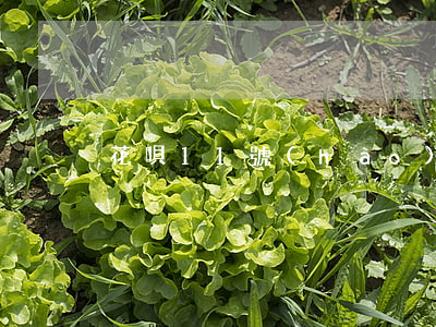 花唄11號(hào)還的算逾期嗎
