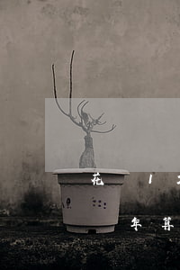 花唄1200逾期三年(花唄欠款兩千多,逾期兩年,算嚴(yán)重嗎?)