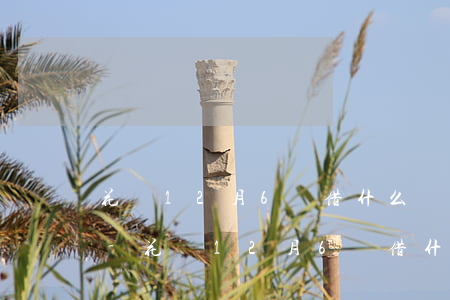 花唄12月6號借什么時(shí)候還款-花唄12月6號借什么時(shí)候還款呢