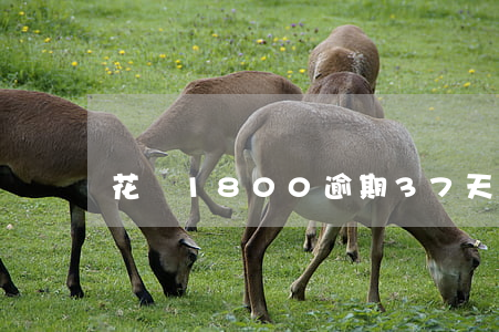 花唄1800逾期37天會怎樣-