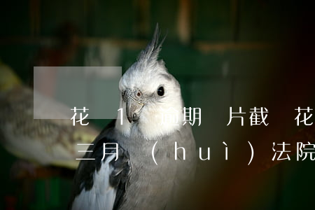 花唄1萬逾期圖片截圖(花唄欠款1萬多逾期三月會(huì)法院起訴有什么后果)