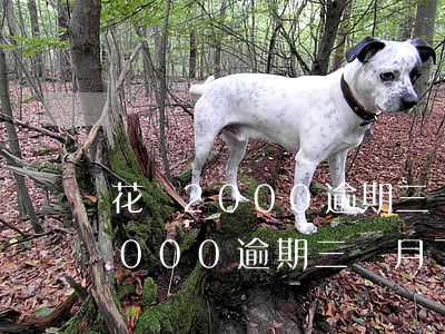 花唄2000逾期三個月了怎么辦-花唄2000逾期三個月了怎么辦呢