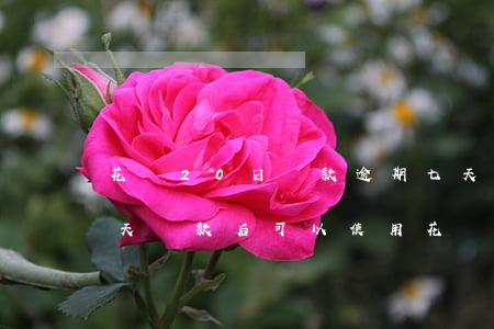 花唄20日還款逾期七天(花唄還款逾期10天,還款后可以使用花唄嗎)