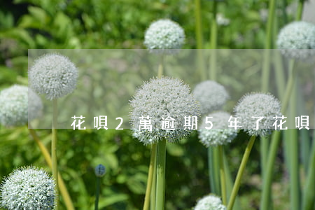 花唄2萬逾期5年了(花唄2萬逾期5年了)