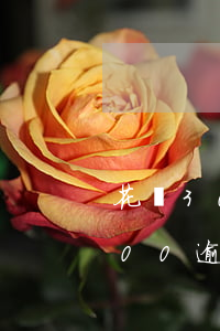 花唄3000逾期5個(gè)月(花唄3000逾期5個(gè)月)