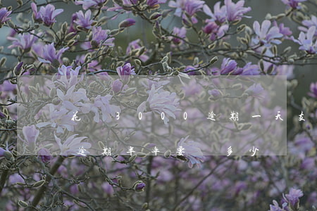 花唄3000逾期一天(支付寶花唄3000逾期半年要還多少)