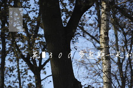 花唄300多逾期一天利息多少-