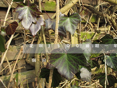花唄3500逾期一年(花唄欠費1500三個月)