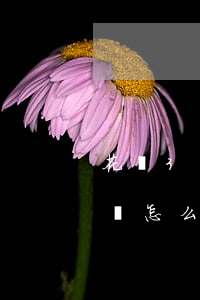 花唄3萬逾期后變6萬(花唄三千逾期兩個月會怎么樣)
