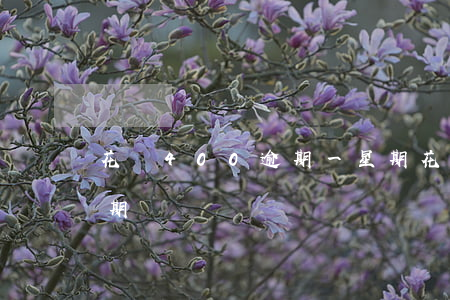 花唄400逾期一星期(花唄400逾期一星期)