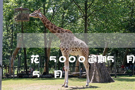花唄5000逾期5個月(花唄5000逾期5個月)