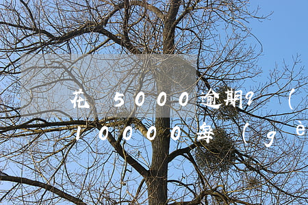 花唄5000逾期9個(gè)月(花唄逾期10000每個(gè)月只能還幾百怎么辦)
