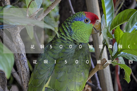 花唄5000逾期兩個(gè)月(欠支付寶花唄1500逾期三四個(gè)月)