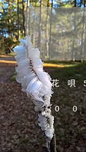 花唄500逾期一個月要多少利息-花唄500元逾期五十天還進去能馬上用嗎?