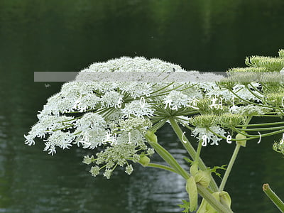 花唄50元逾期1個(gè)月 花唄50元逾期1個(gè)月