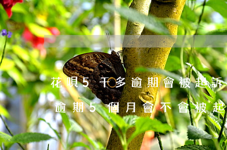 花唄5千多逾期會被起訴嗎 花唄欠2000逾期5個月會不會被起訴