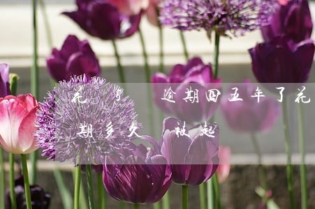 花唄5萬逾期四五年了(花唄借唄五萬額度逾期多久會被起訴)