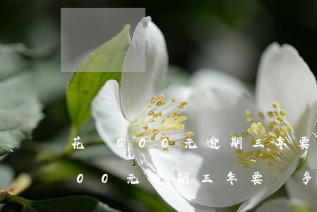 花唄600元逾期三年要還多少錢-花唄600元逾期三年要還多少錢利息