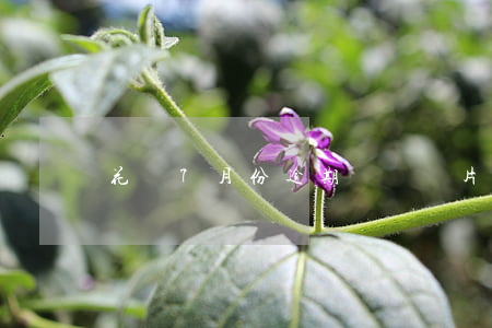 花唄7月份逾期賬單圖片(花唄賬單日)