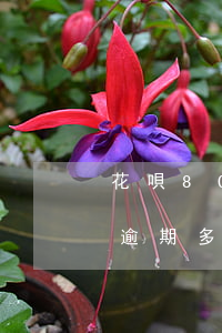 花唄800逾期會(huì)被起訴嗎(花唄逾期多少天會(huì)起訴,我已經(jīng)還了1000多)