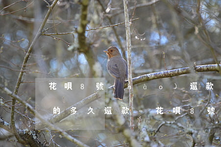 花唄8號(hào)還款7號(hào)借的多久還款-花唄8號(hào)還款7號(hào)借的多久還款啊