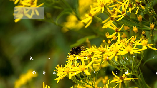 花唄8號(hào)還款7號(hào)花的什么時(shí)候還-花唄8號(hào)還款7號(hào)花的什么時(shí)候還款