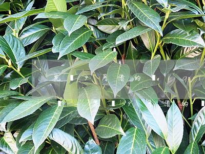花唄9月借的錢(qián)還款日是十月嗎-花唄9月借的錢(qián)還款日是十月嗎怎么還