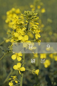 花唄9號(hào)還款日8號(hào)刷出來(lái)幾號(hào)還-花唄9號(hào)還款日8號(hào)刷出來(lái)幾號(hào)還款