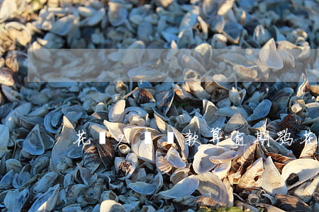 花唄9號還款算逾期嘛(花唄為什么9號還款)