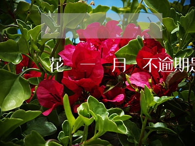 花唄一個月還不逾期是否有利息-
