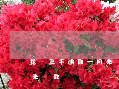 花唄三千逾期一月未還款(花唄三千逾期一月未還款)