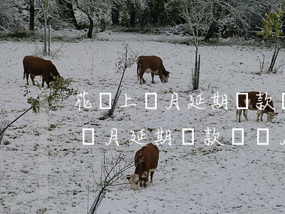 花唄上個月延期還款這個月怎么還-花唄上個月延期還款這個月怎么還款