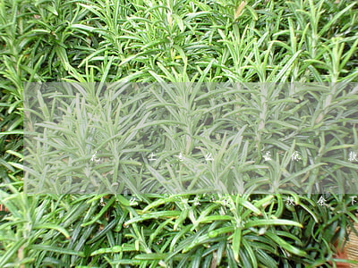 花唄上怎么還最低還款余下的款呢-花唄上怎么還最低還款余下的款呢