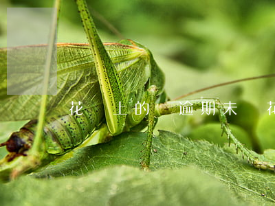 花唄上的錢逾期未還（花唄上的錢逾期未還）
