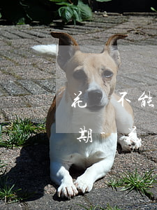 花唄不能用提示有微貸產(chǎn)品逾期-花唄不能用提示有微貸產(chǎn)品逾期怎么辦
